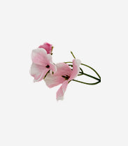 Pink Orchid