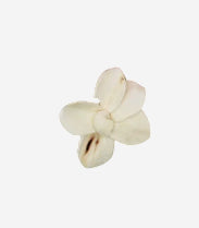 white Orchid