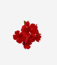 Freesia
